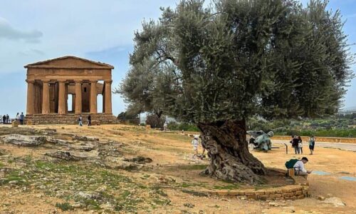 Tempio-concordia-agrigento-olivo-secolare.jpg