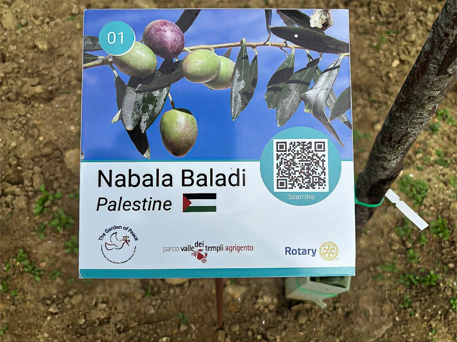cartello-varieta-olivo-nabala-baladi-palestina-giardino-pace-agrigento cartello-varieta-olivo-nabala-baladi-palestina-giardino-pace-agrigento.jpg