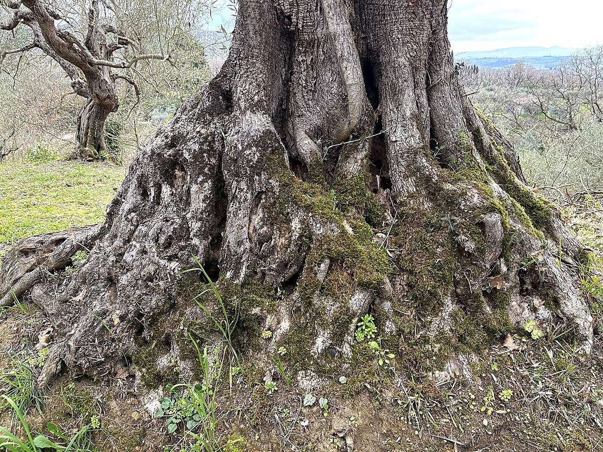 Radici di ulivo secolare che mostrano la forza e la stabilità dell'albero