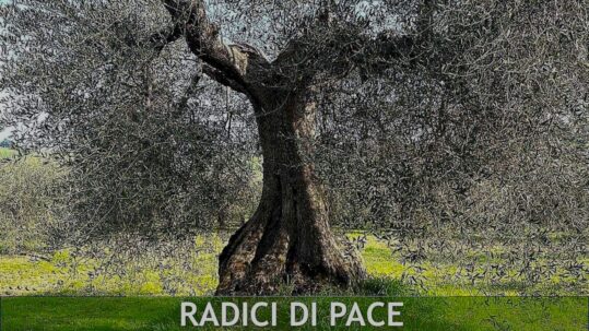 Ulivo secolare in un oliveto mediterraneo – Radici di Pace