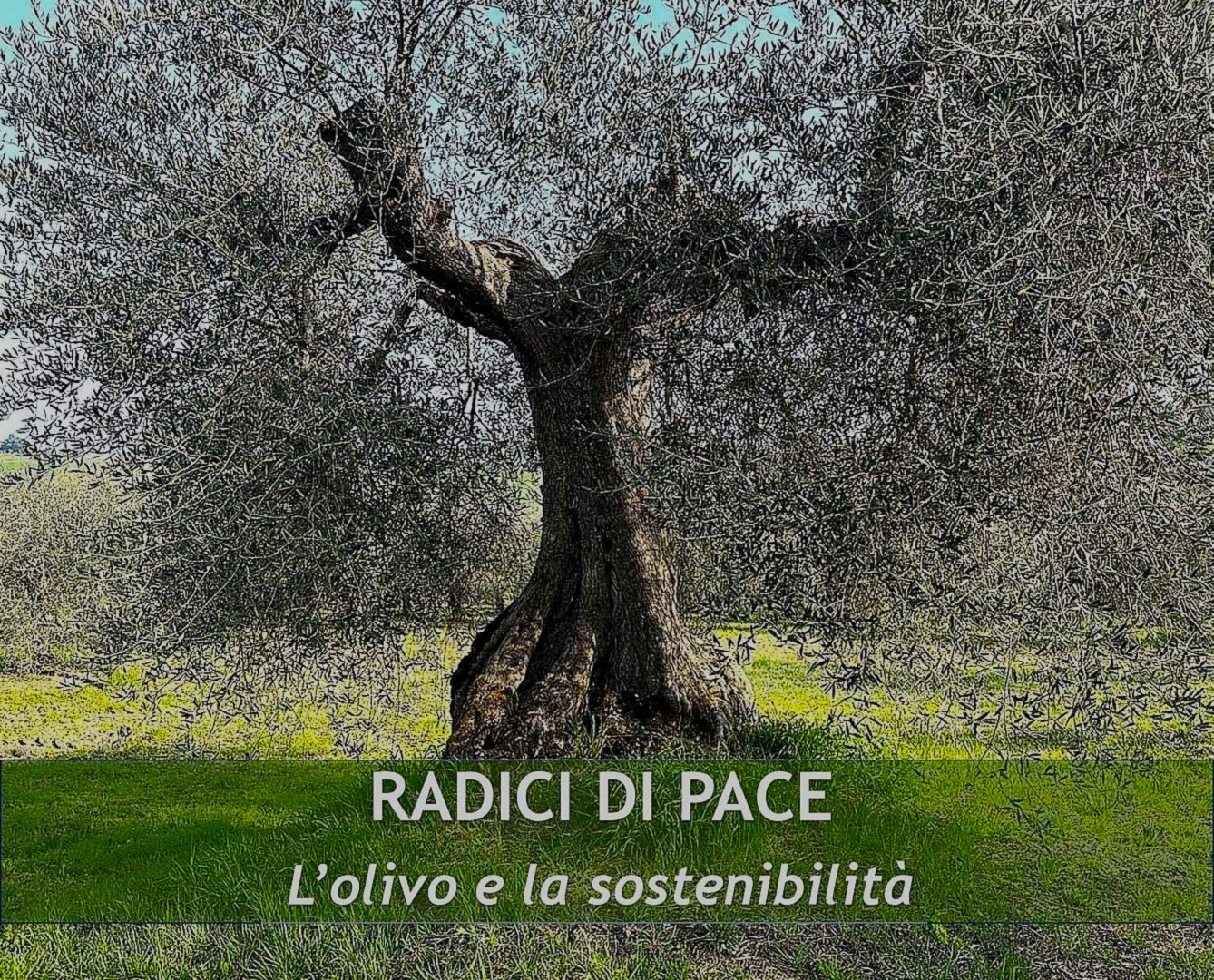 Ulivo secolare in un oliveto mediterraneo – Radici di Pace