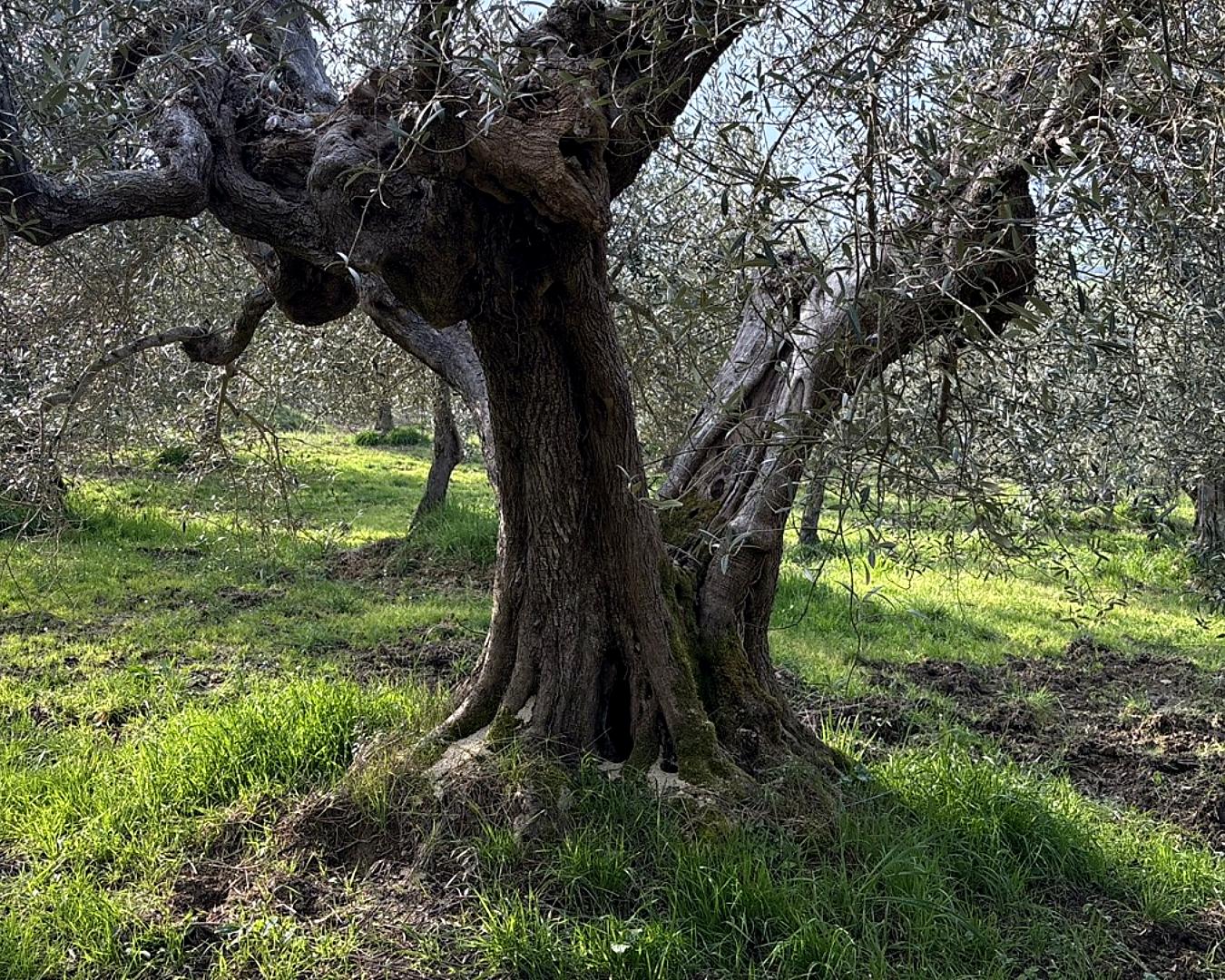 Ulivo antico con tronco monumentale in un oliveto mediterraneo