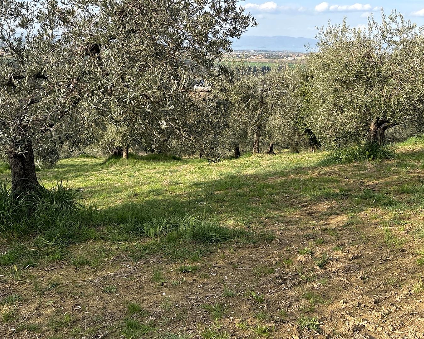 Oliveto mediterraneo con vista sulla valle