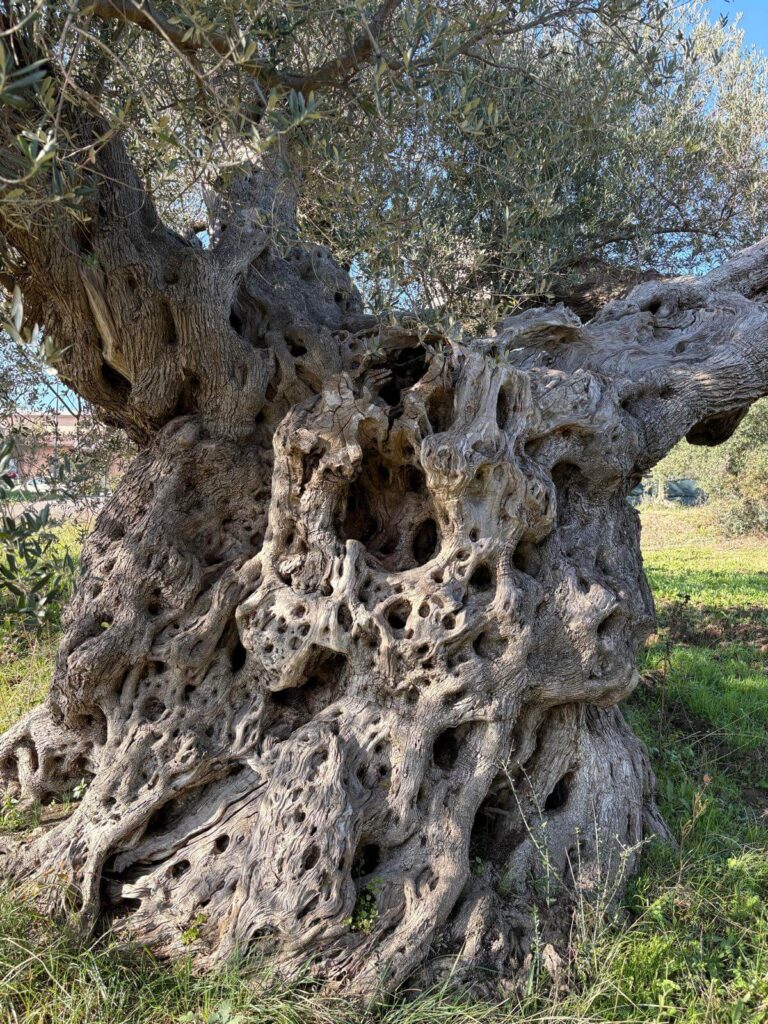 old olive tree old olive tree