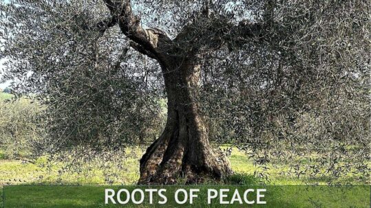Traditional Mediterranean olive grove with ancient trees — Roots of Peace April