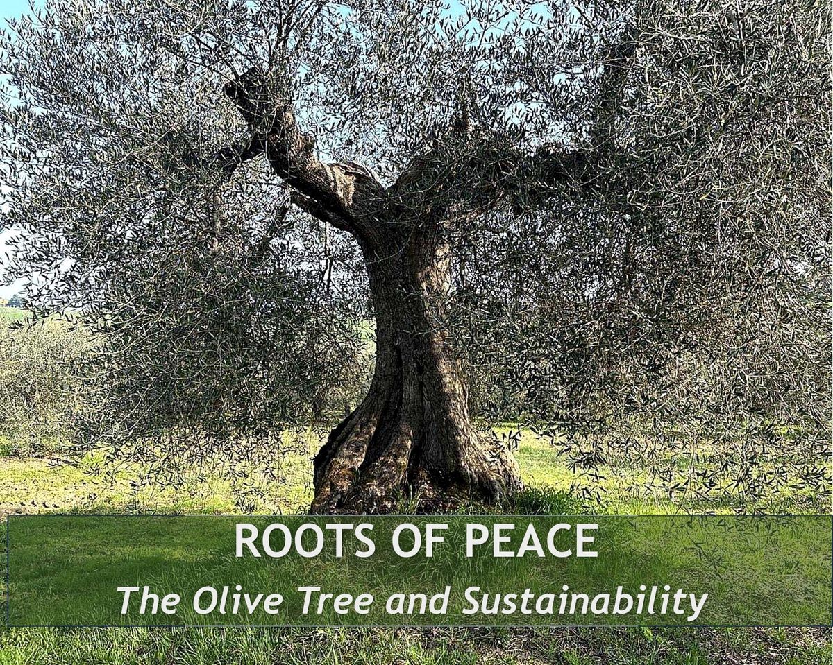 Traditional Mediterranean olive grove with ancient trees — Roots of Peace April
