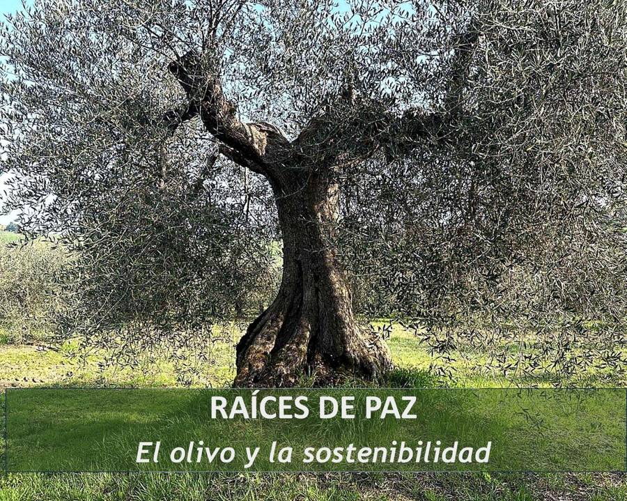 Olivar tradicional mediterráneo con árboles antiguos — Raíces de Paz abril