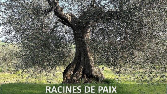 Olivier ancien dans un paysage agricole méditerranéen