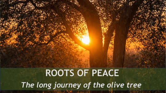 Ancient olive grove in a Mediterranean landscape representing the historical journey of the olive tree