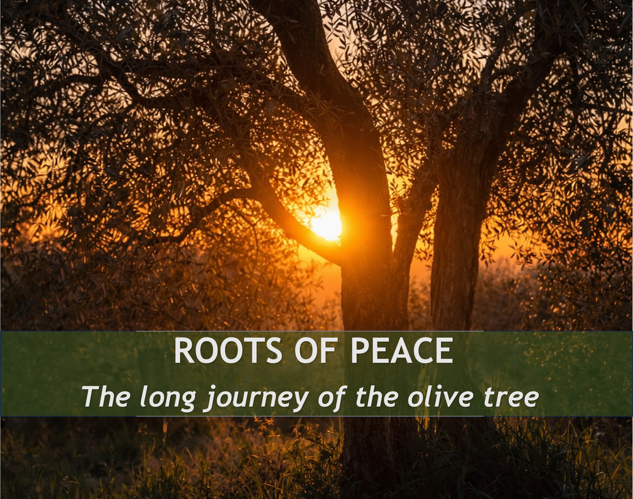 Ancient olive grove in a Mediterranean landscape representing the historical journey of the olive tree