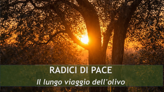 Oliveto antico in un paesaggio mediterraneo che rappresenta il viaggio storico dell'olivo