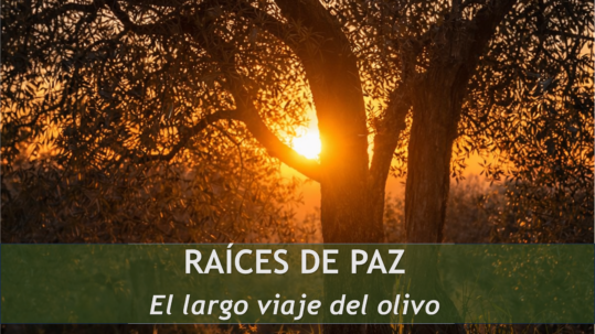 Olivar antiguo en un paisaje mediterráneo que representa el viaje histórico del olivo