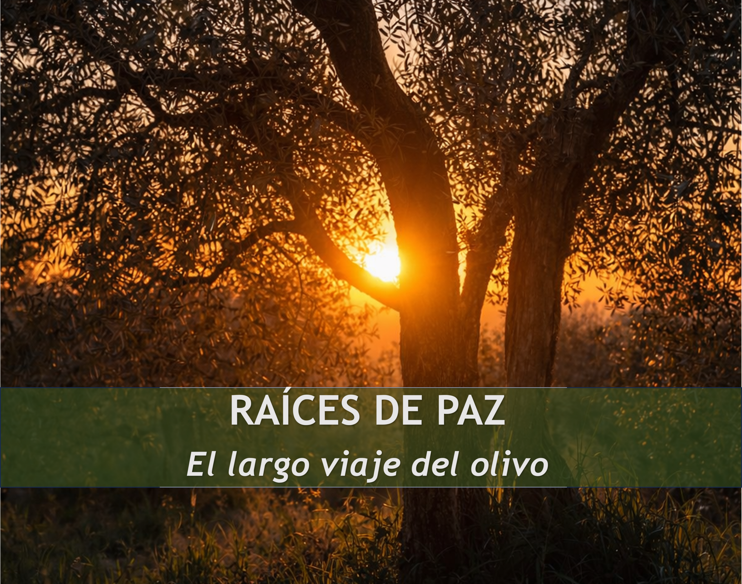 Olivar antiguo en un paisaje mediterráneo que representa el viaje histórico del olivo