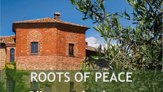 Olive landscapes shaped by centuries of cultivation