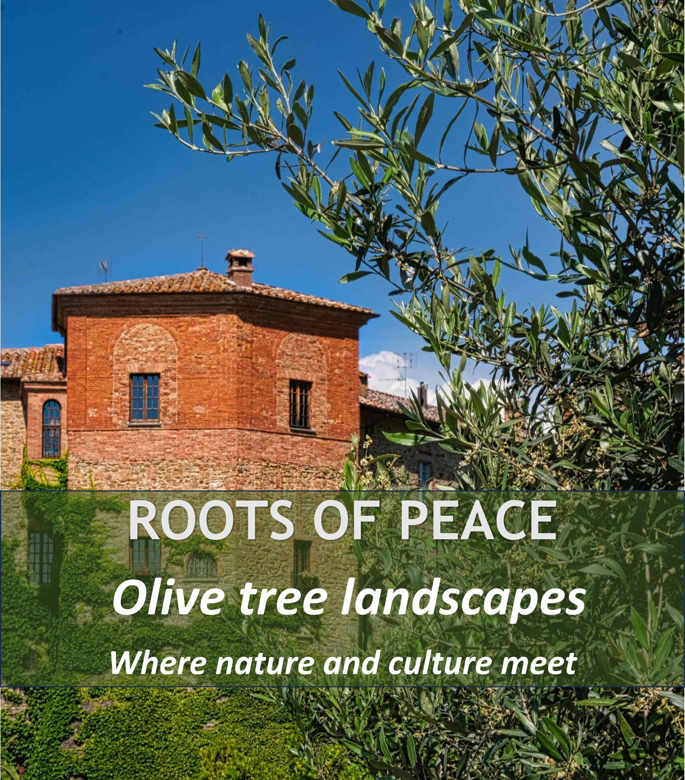 Olive landscapes shaped by centuries of cultivation