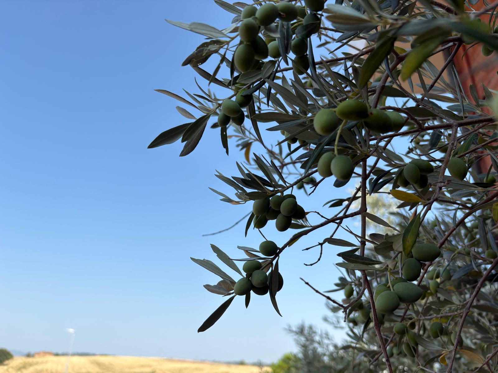 Tunisia-Chetoui